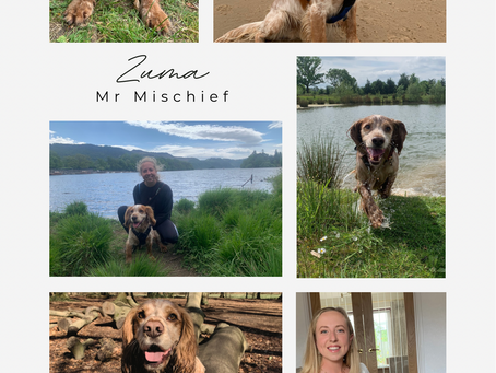 Introducing the Engaged Family Dogs - Zuma
