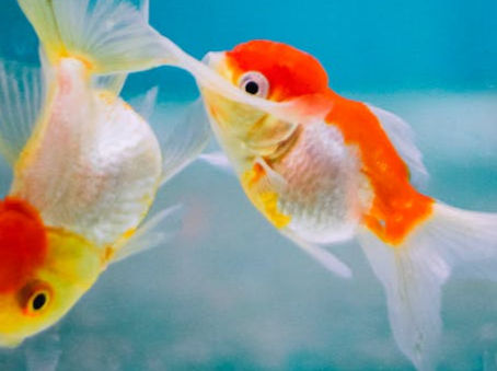 El último consejo de David Foster Wallace