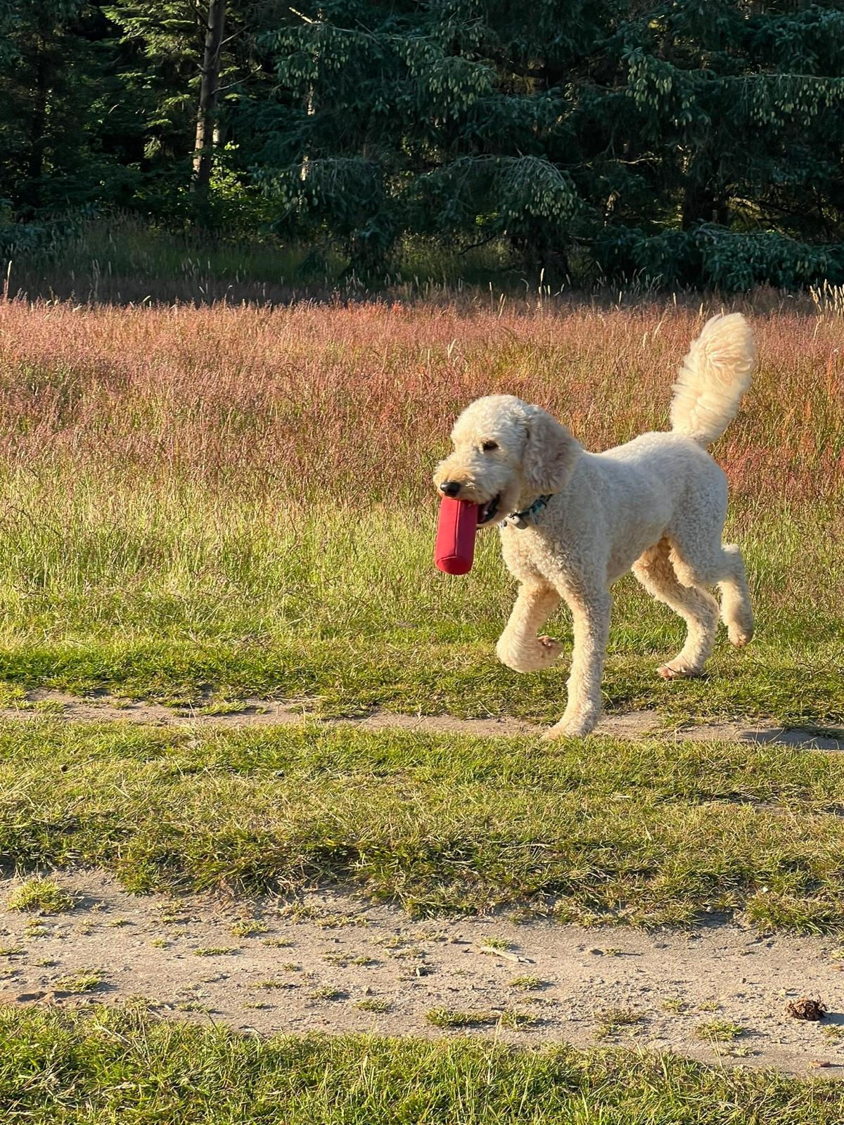 Pudel mit Dummy im Maul