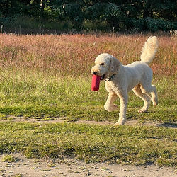 Pudel mit Dummy im Maul