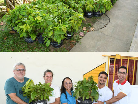 CIMURC realiza entrega de mudas de cacau em Itagibá