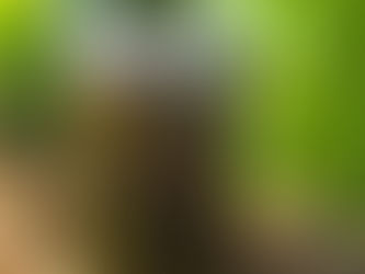 Oil of Oregano: A Traditionally Valued Antimicrobial Herb