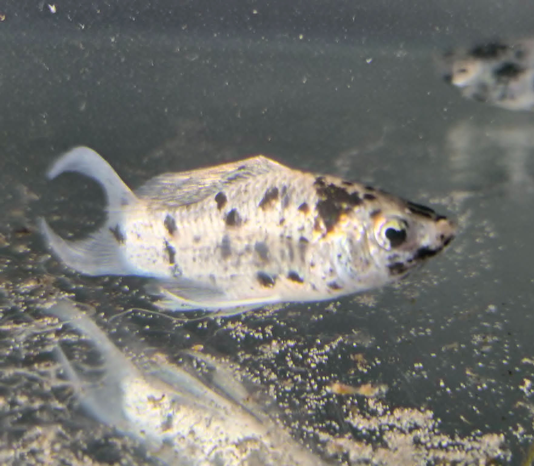 Dalmation Lyretail Mollies