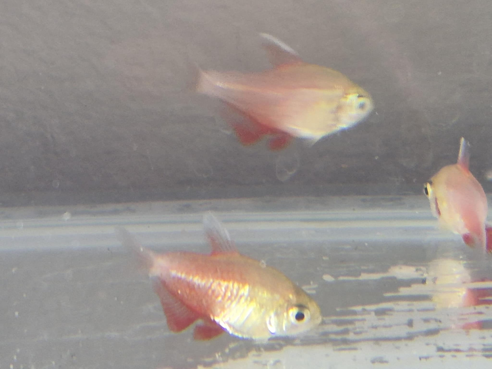 Golden Flame Tetras