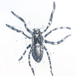 Spinne-Illustration-Elisa-Kuzio-Illustration-Frankfurt-am-Main.jpg