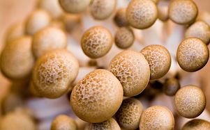How will mushrooms capture the market?