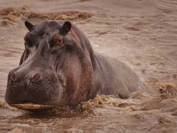 Kann ein Nilpferd schwimmen?