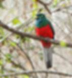Lerato Adventures – Narina Trogon