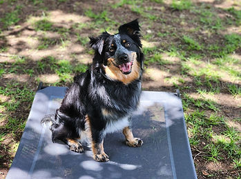 RIP doing some Place-Stay with Lucky Paws Dog Training