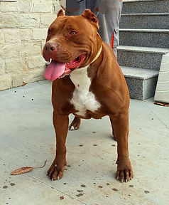 WhatsApp Image 2025-10-18 at 19.21.40.jpeg