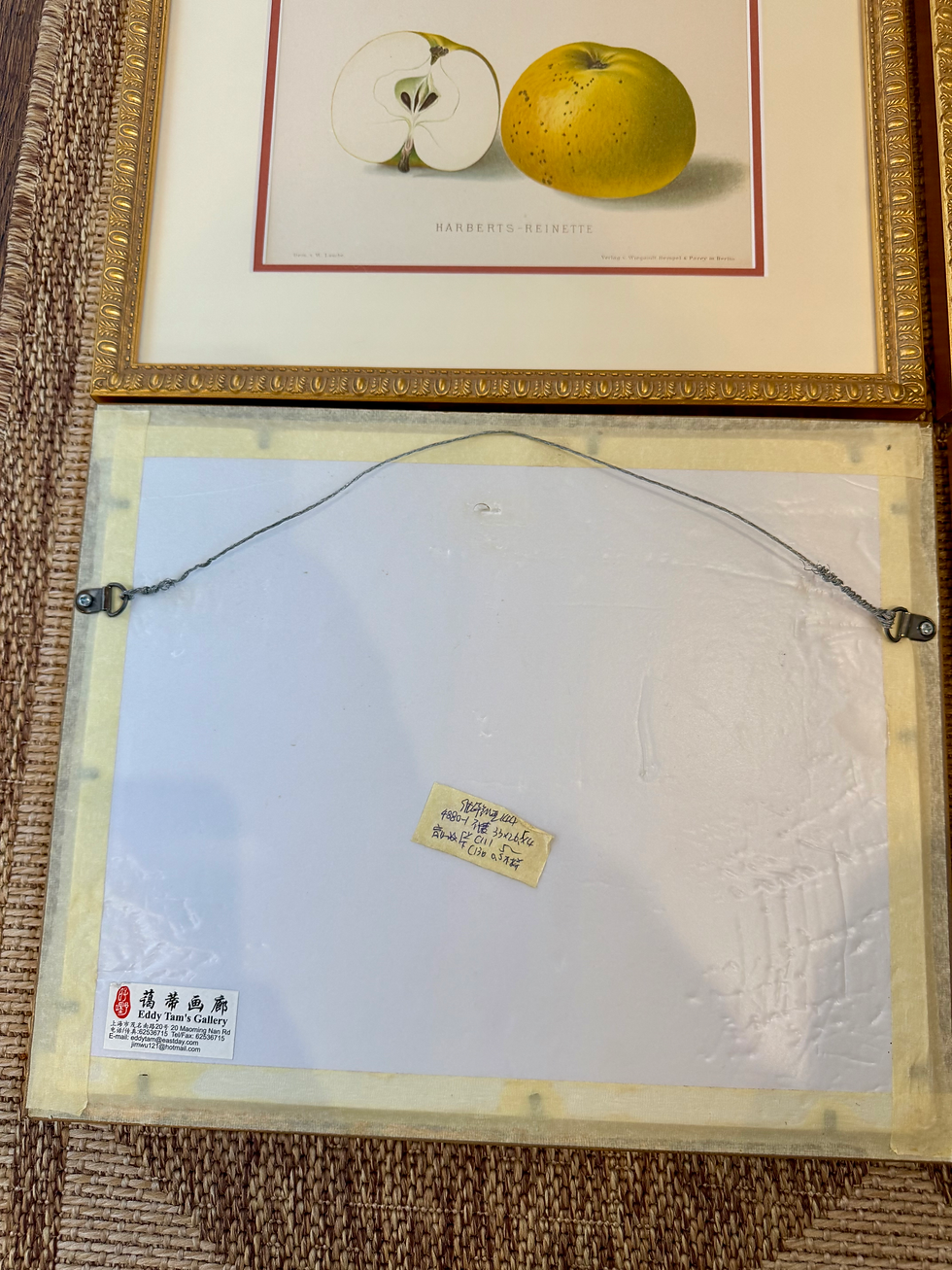 Thumbnail: Set of 4 Germany Apple Fruit Prints in Gilt Frames 
