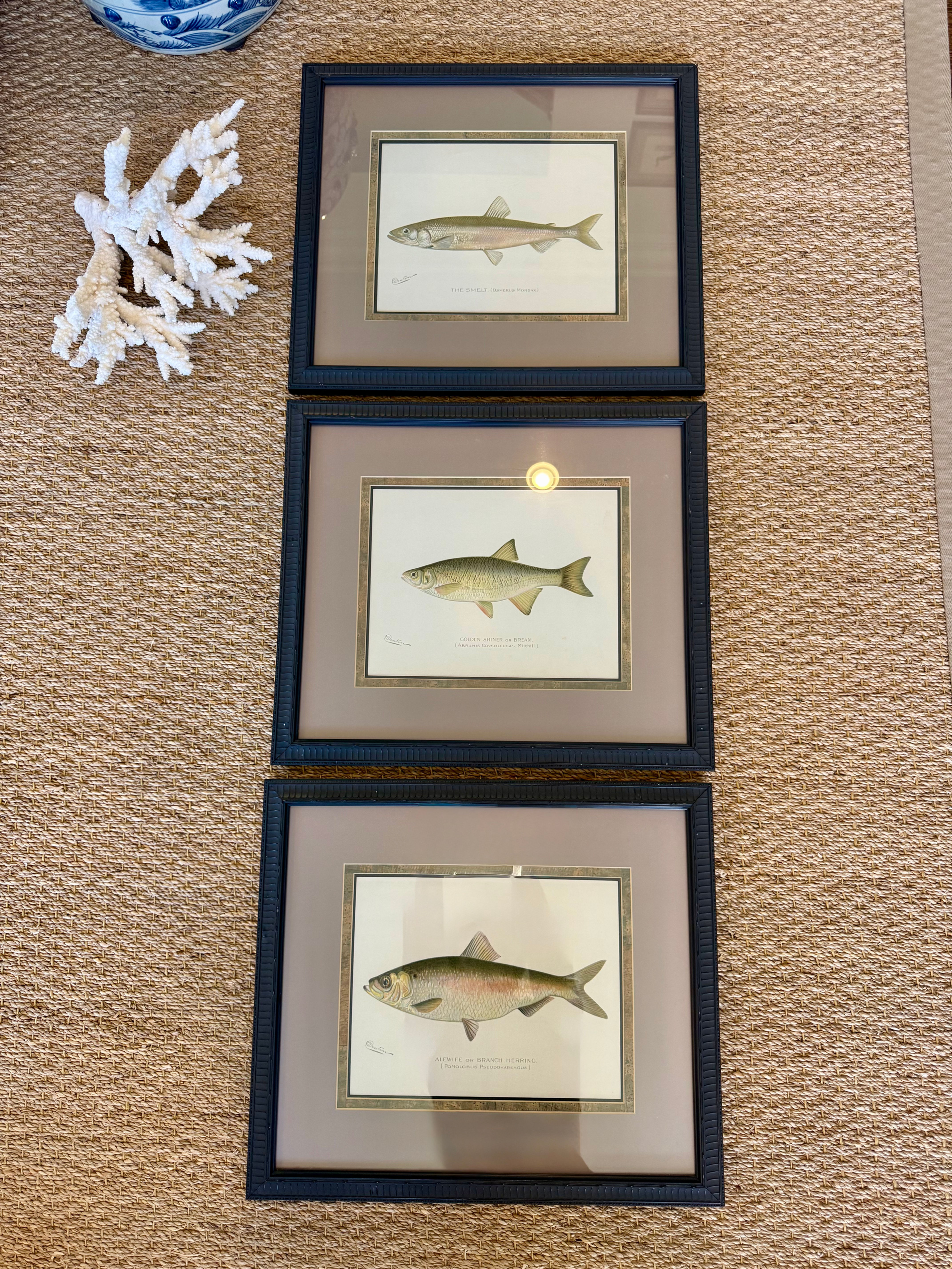 Set of 3 Vintage Fish Prints Framed Denton