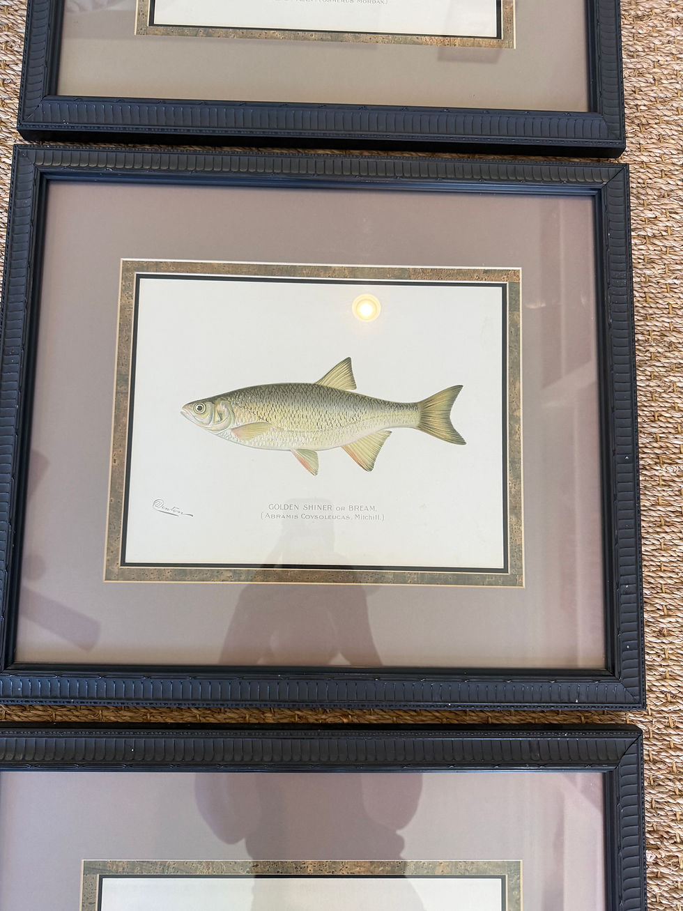 Thumbnail: Set of 3 Vintage Fish Prints Framed Denton