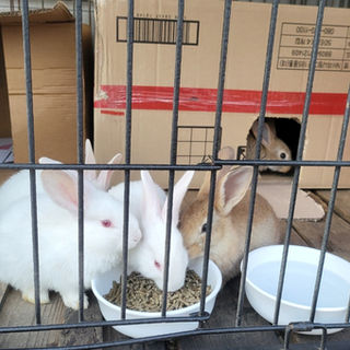 토끼