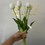 Miniatura: Bouquet tulipanes x5 blanco 