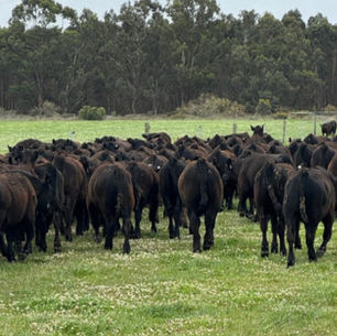 Optimising Age of Weaning Cattle: 2024 Results Update