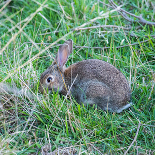 Rabbit virus available & ideal control time almost here