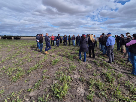 Case study: Managing BVDV risk before joining at Quintarra Farms