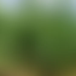 August 2020 Update: ASHEEP / MLA Pasture Variety Trials