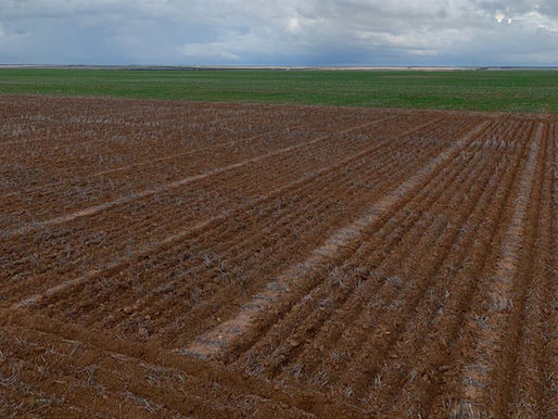 Year 2 (2021) of the ASHEEP Pasture Variety Trials Kicks Off