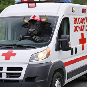 Join the BVDV Blood Drive!