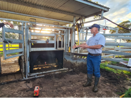 Preventing Bull Preputial Breakdown by Vaccination: 2024 Results Update