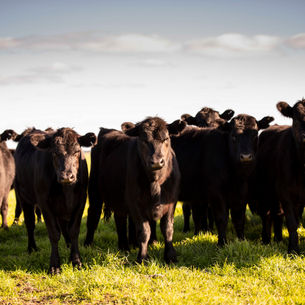 Producer Guide: Bovine Pestivirus (BVDV)