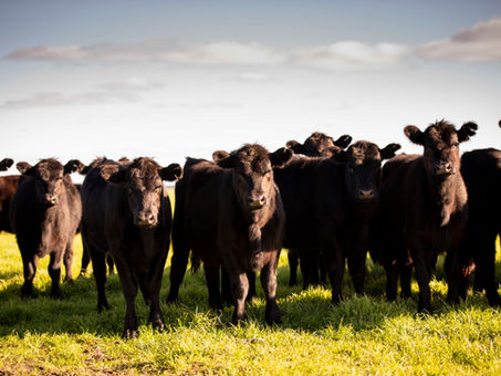 Producer Guide: Bovine Pestivirus (BVDV)