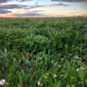 Case Study: Harvesting Serradella Seed/Pod