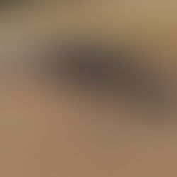 Demonstrating Liver Biopsy Techniques for Micromineral Assessment in Cattle