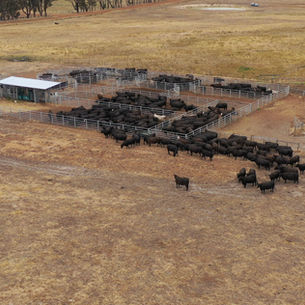 Demonstrating Liver Biopsy Techniques for Micromineral Assessment in Cattle
