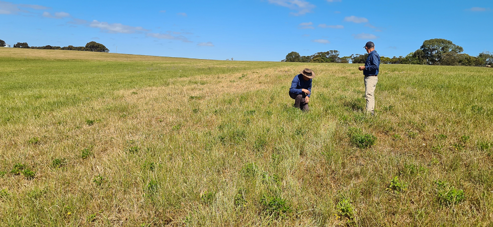 Tedera paddock with weeds and researchers