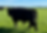 Image: Bull with preputial damage.