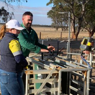 ASHEEP Shearing Interval Demonstration 6 v 12 months