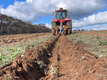 Emissions Case Study: TKO Farming tree planting