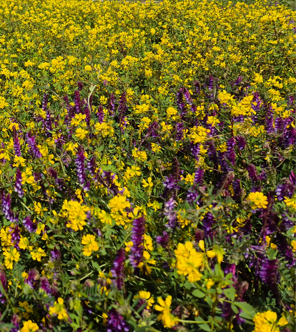 RM4 Vetch is an outstanding performer, can we do better?