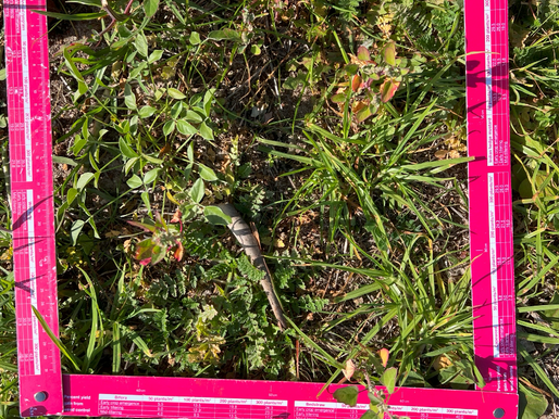 FEED365: Tedera Demonstration Site Final Observations