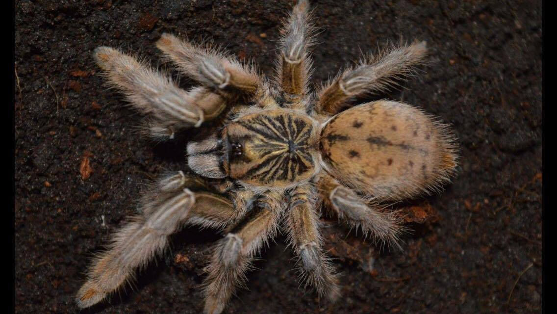 Augacephalus ezendami (Mozambique Golden Baboon) 1"