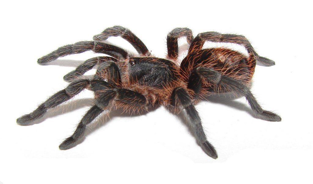 Plesiopelma longisternale (Argentine Dwarf Flame Rump) .25"
