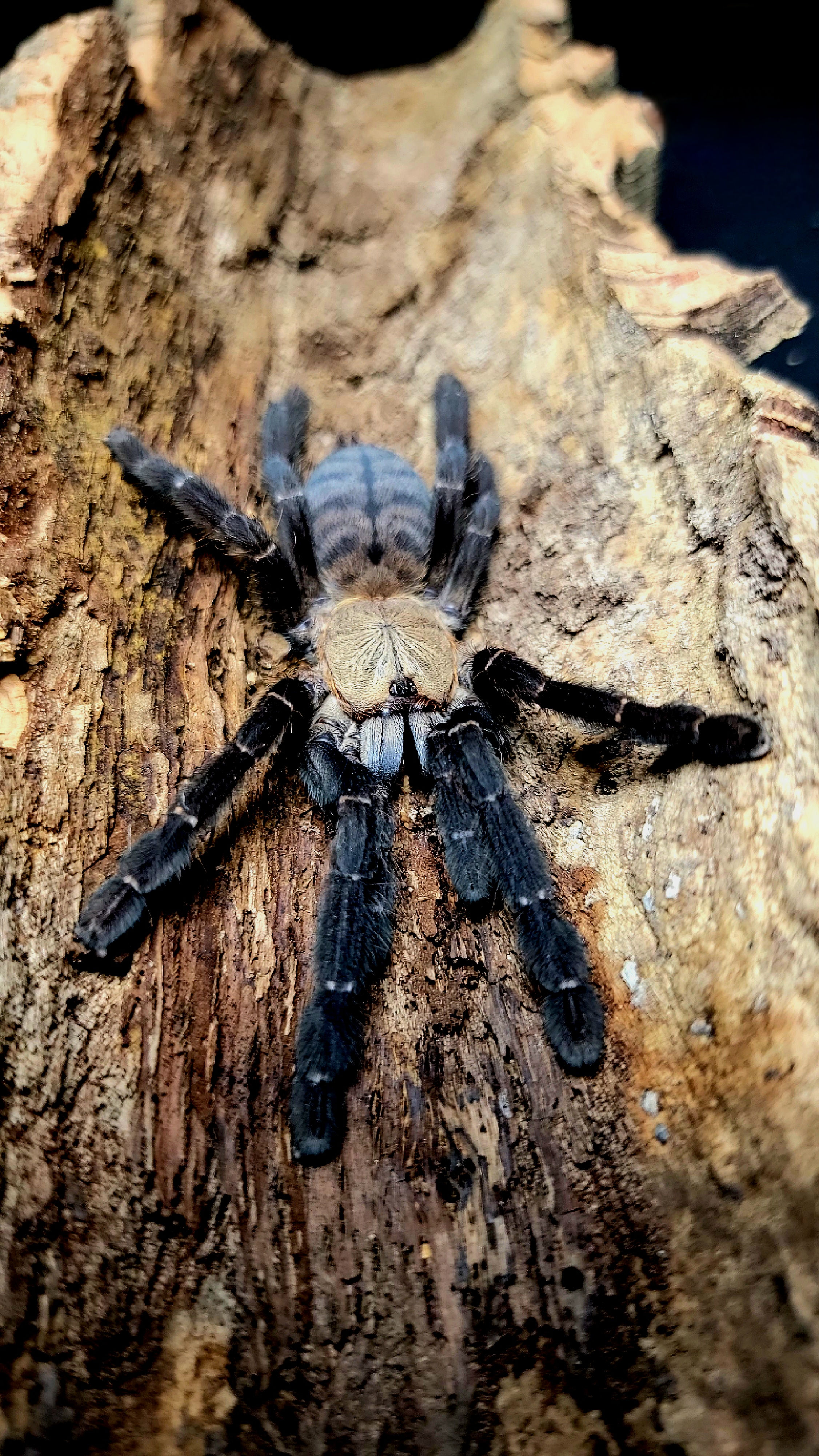 Phormingochilus hatihati (Purple Earth Tiger) .75"