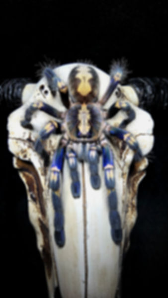 Poecilotheria metallica (Gooty Sapphire) 1"