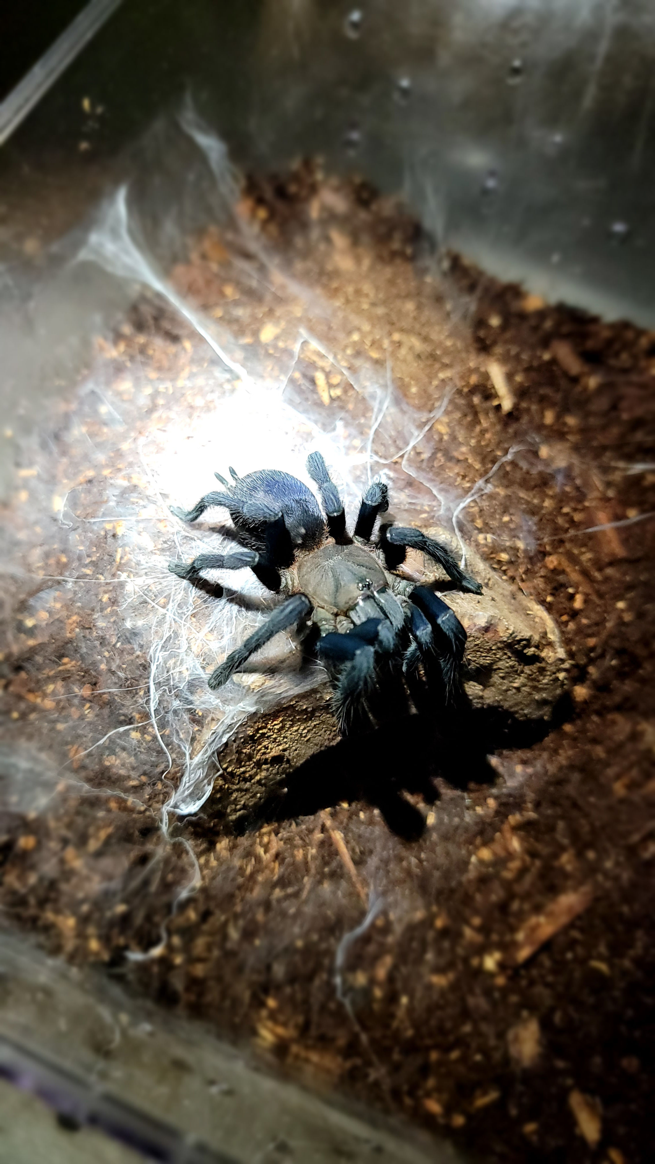 Orphnaecus sp Quezon Blue (Quezon Blue Earth Tiger) 1"