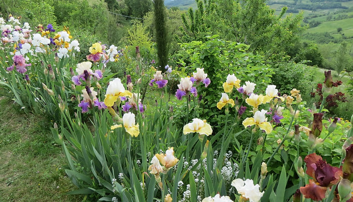 Iris 1.JPG