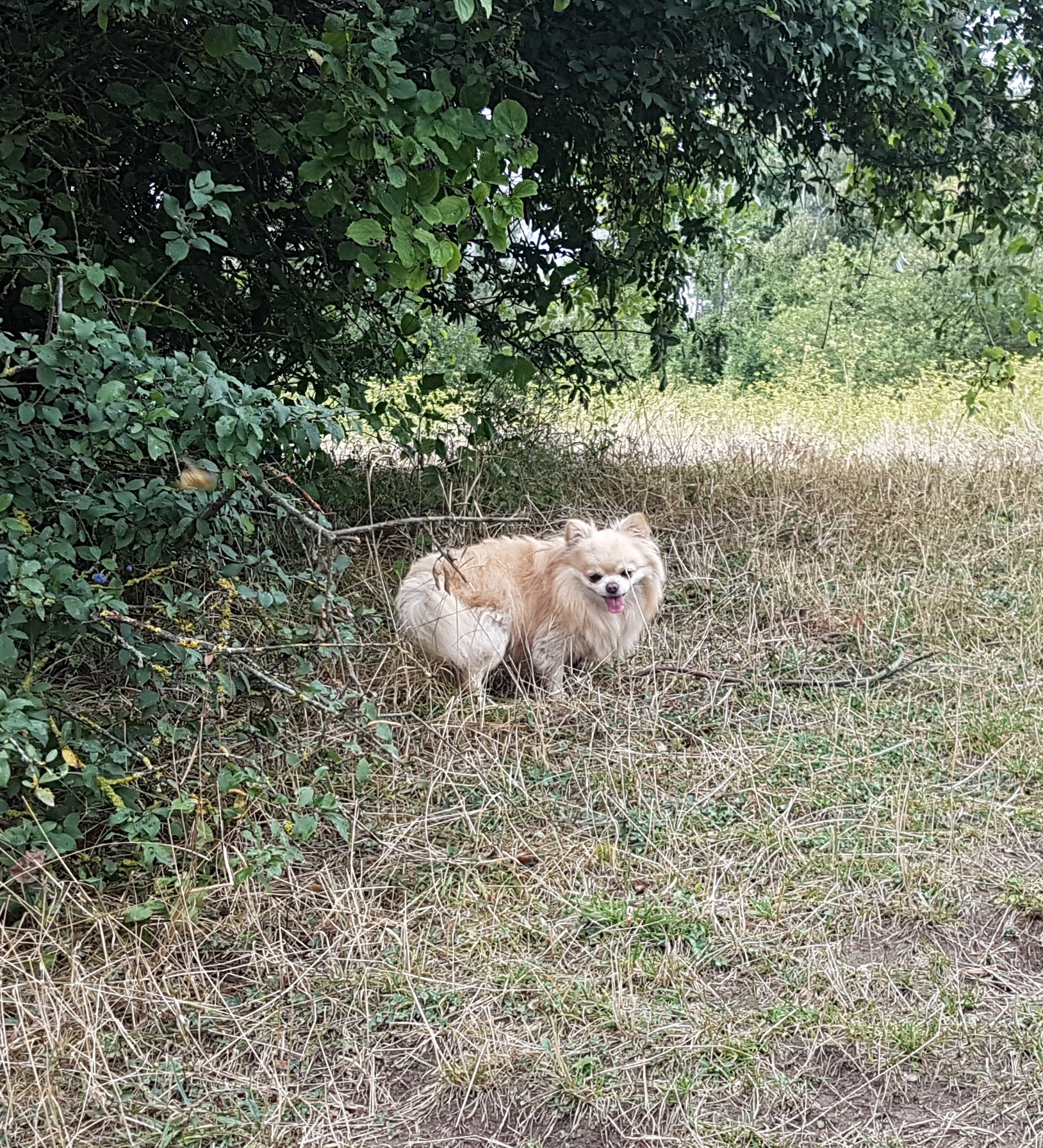Hector