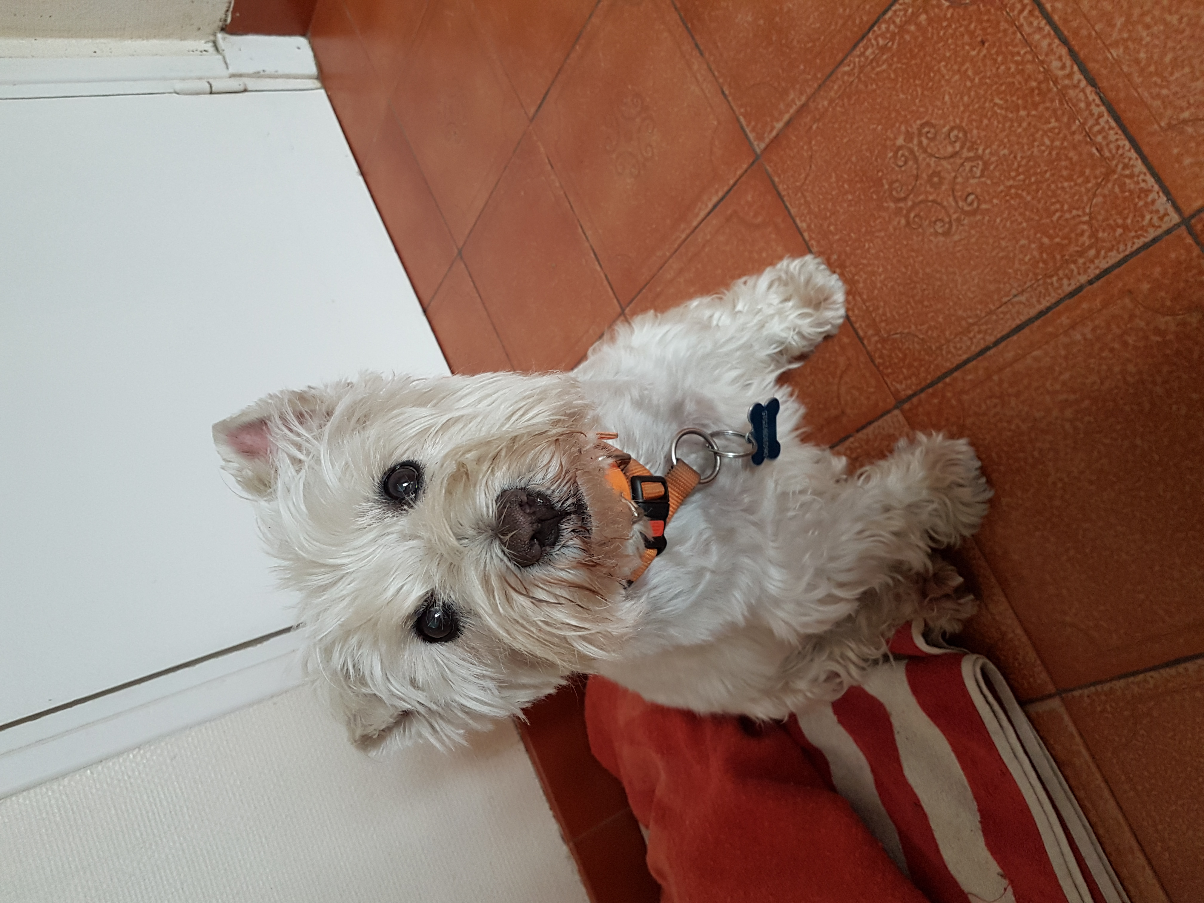 Woody