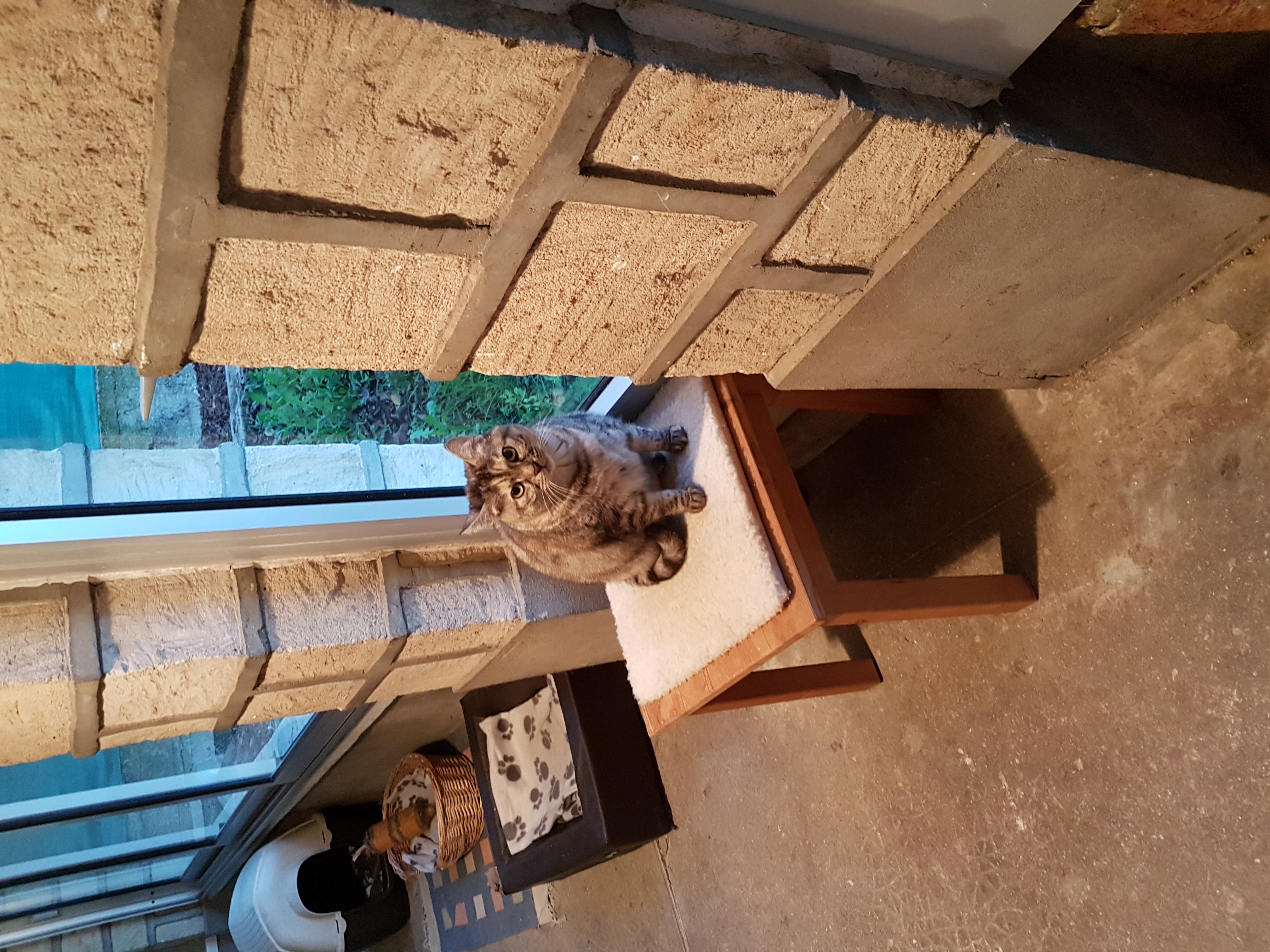 Chats