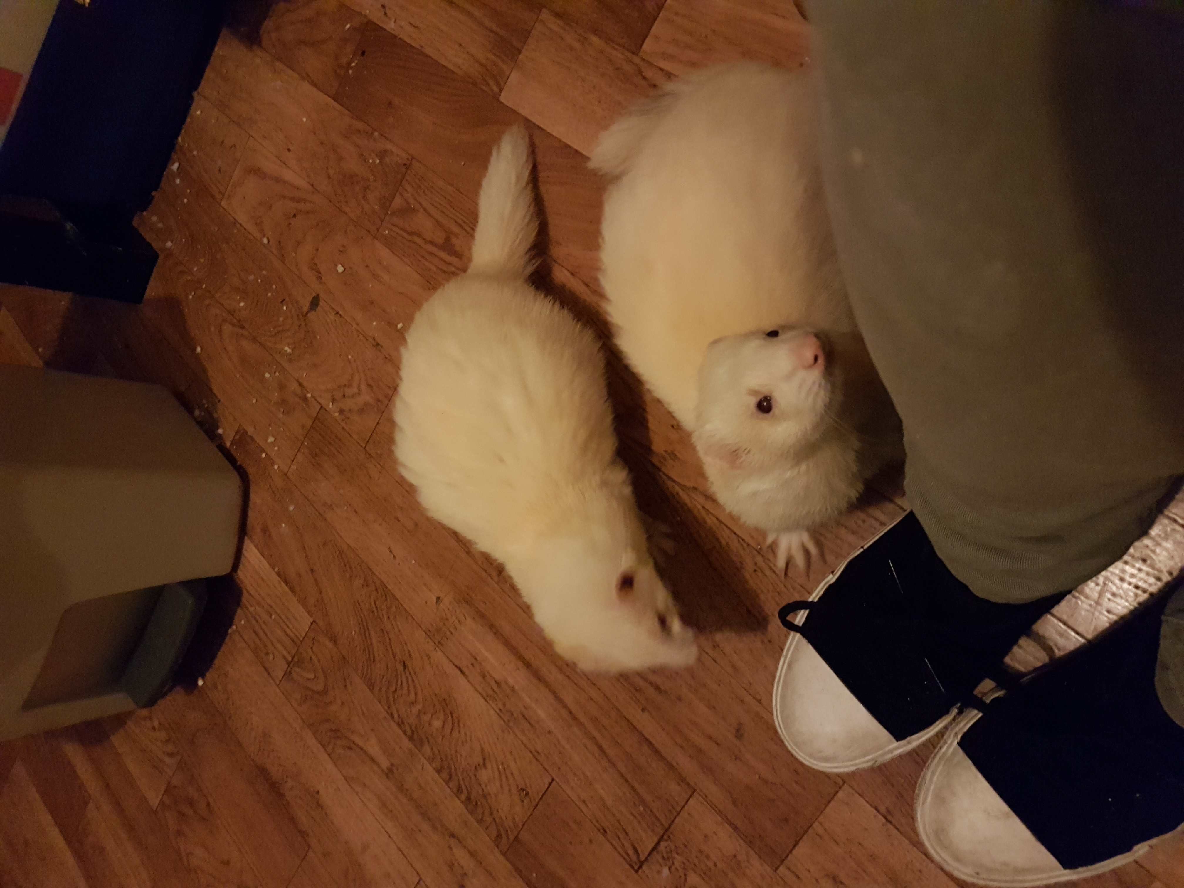 Furets