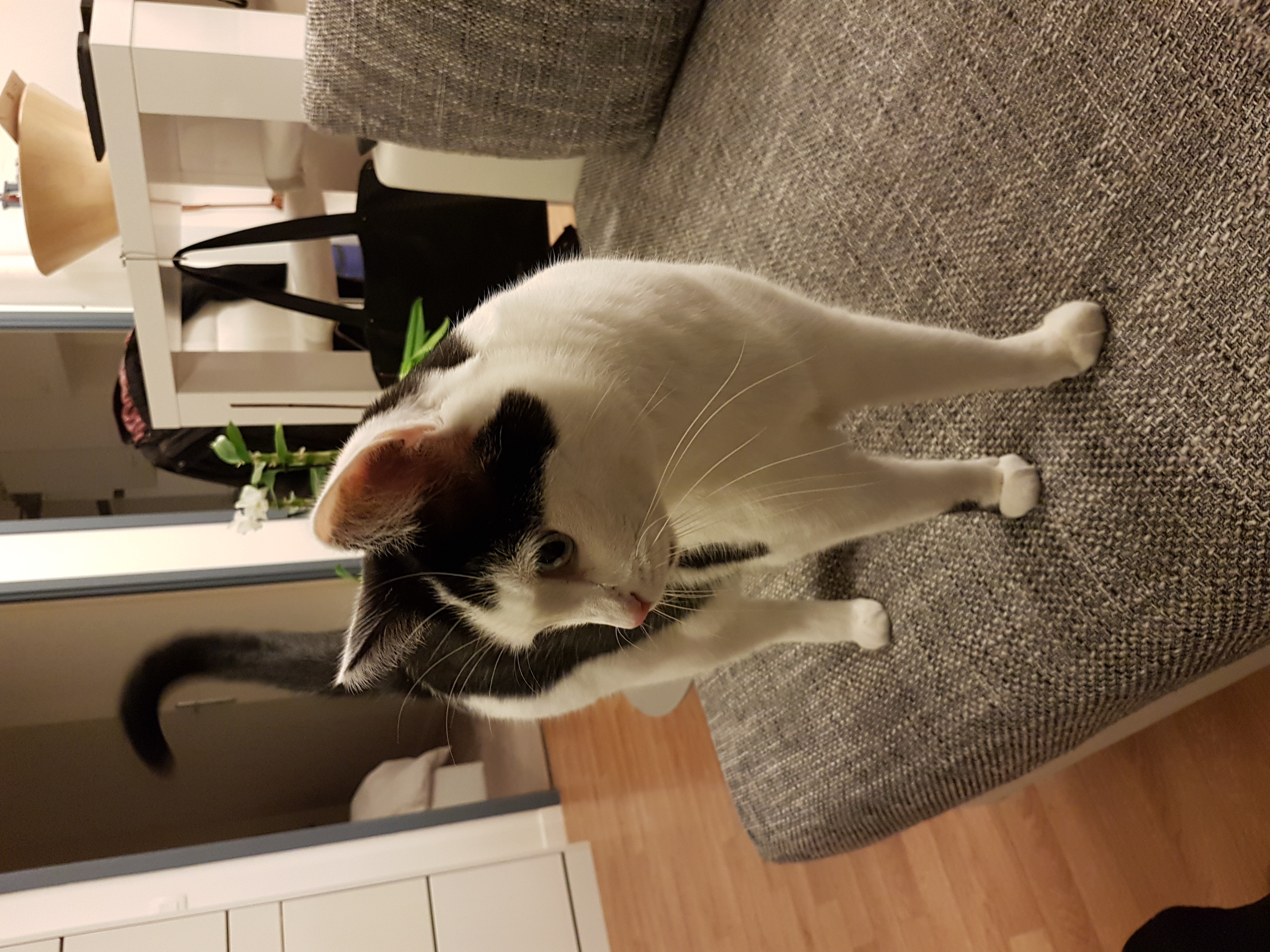 Mimi