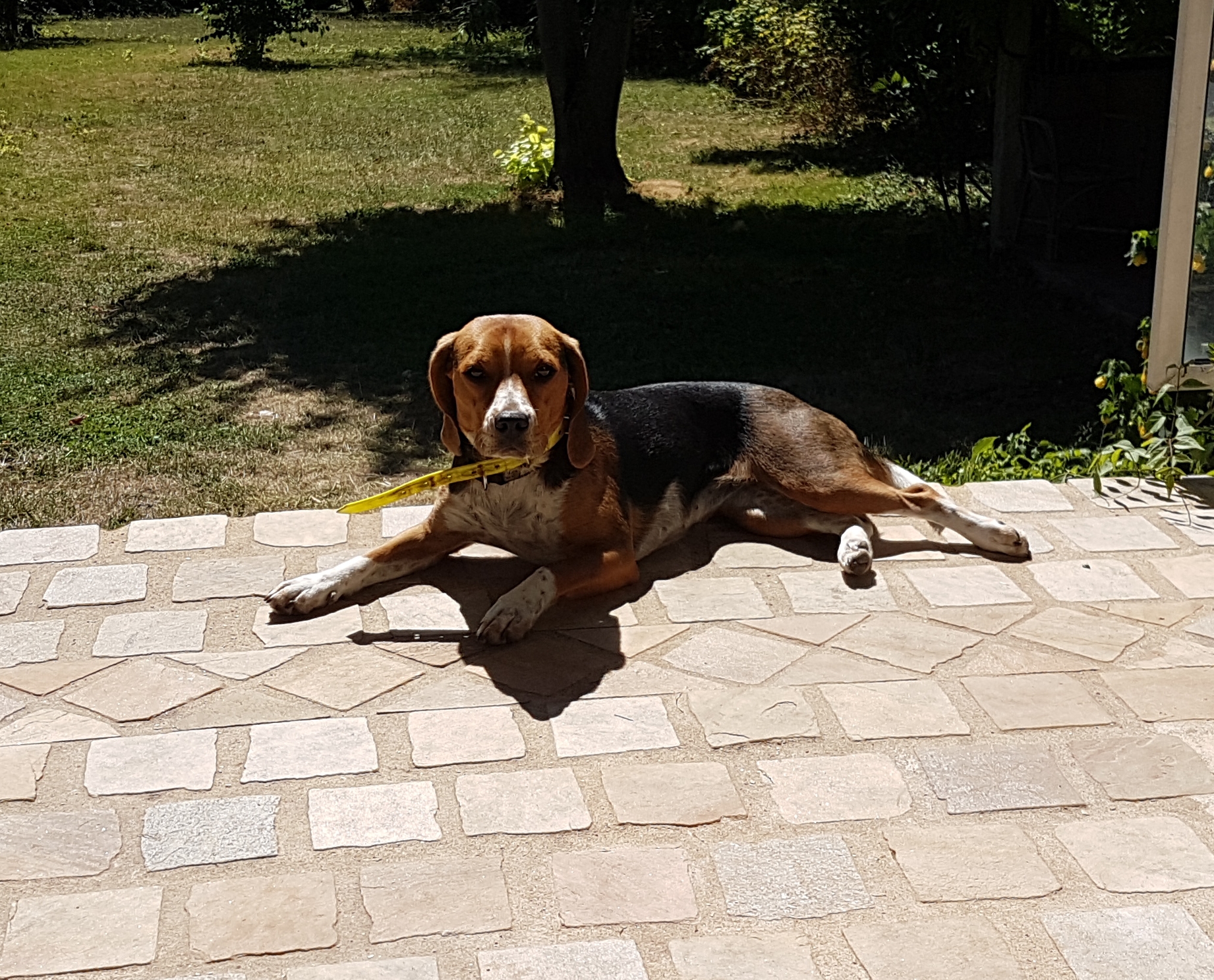 Nala