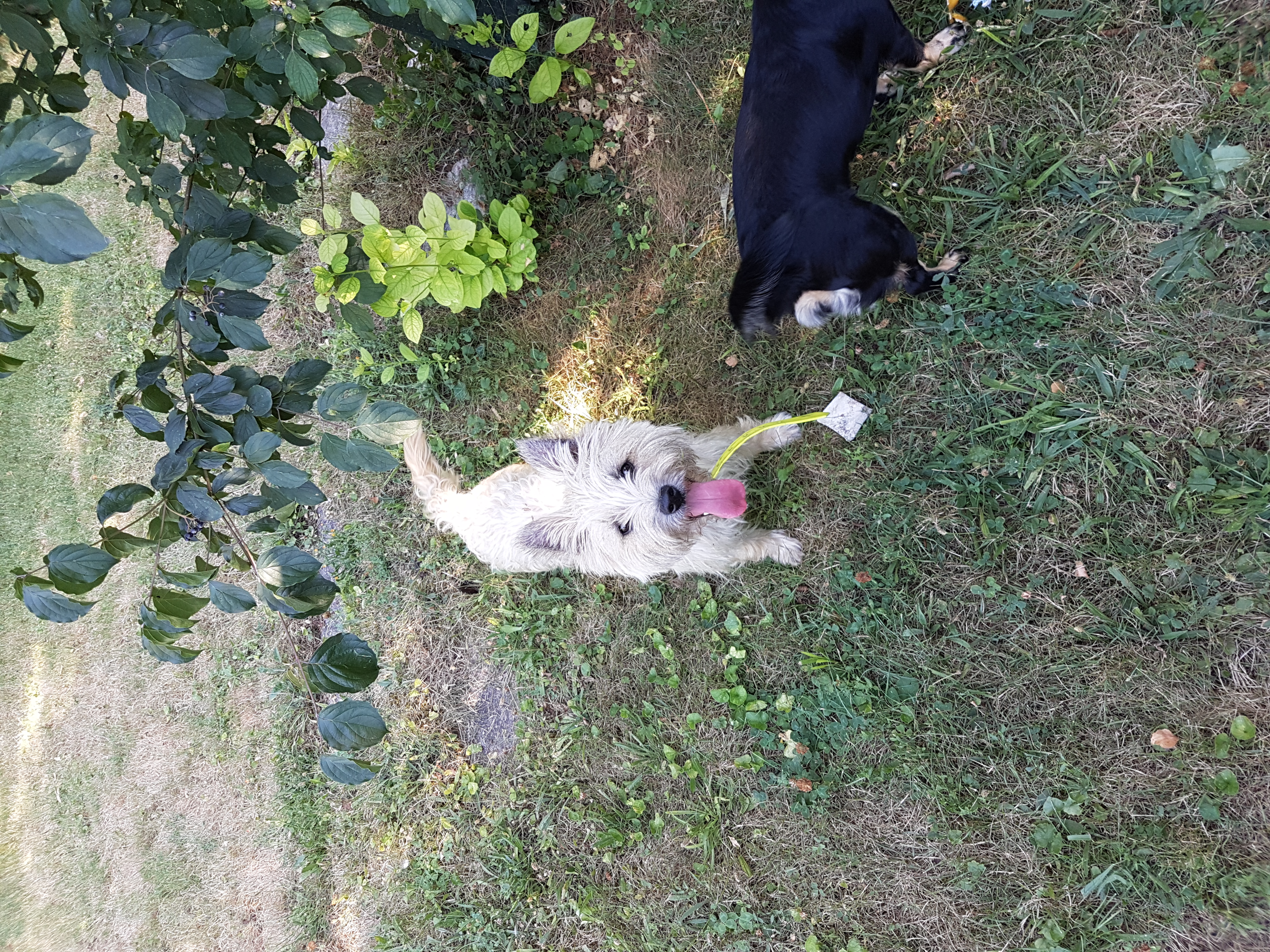 Mocca